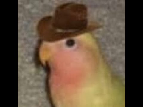 IAmElbows's profile picture