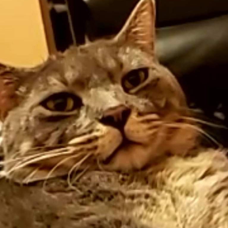 ToroKe's profile picture