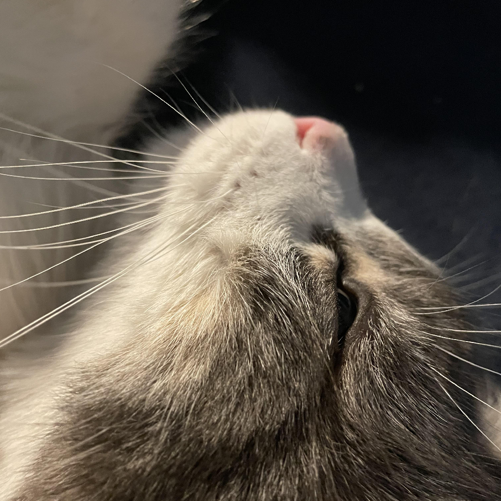 bebop's profile picture