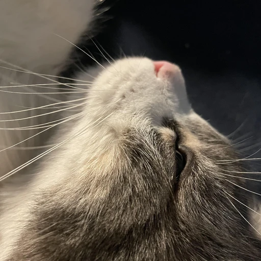 bebop's profile picture