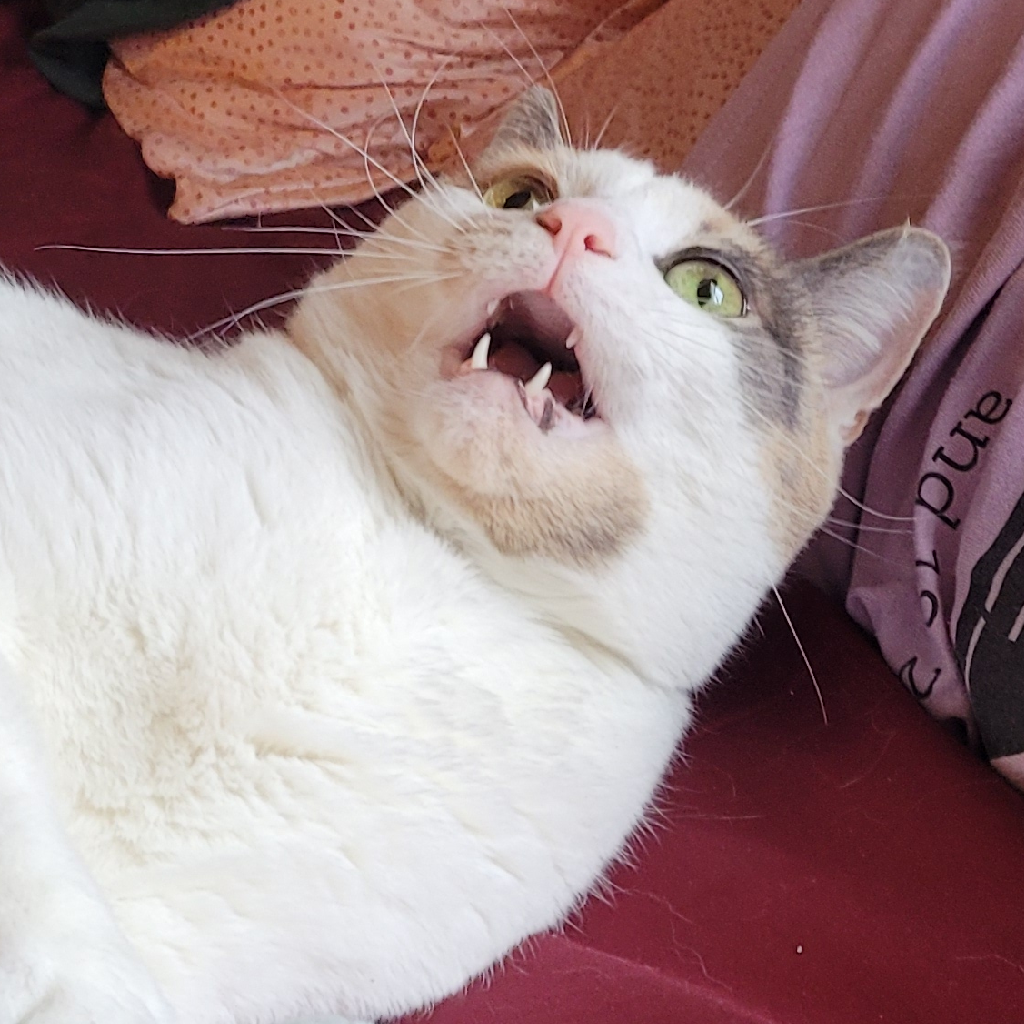 RogueOwl's profile picture