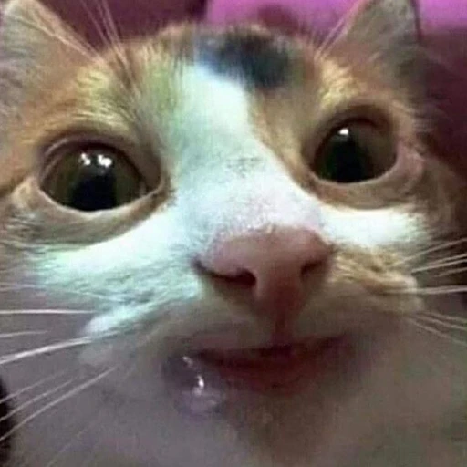 DuckHat's profile picture