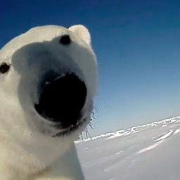 PolarEclipse's profile picture