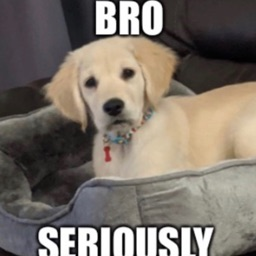 EgdarTheRuiner's profile picture