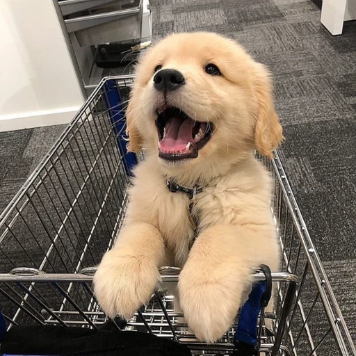 puppy's profile picture