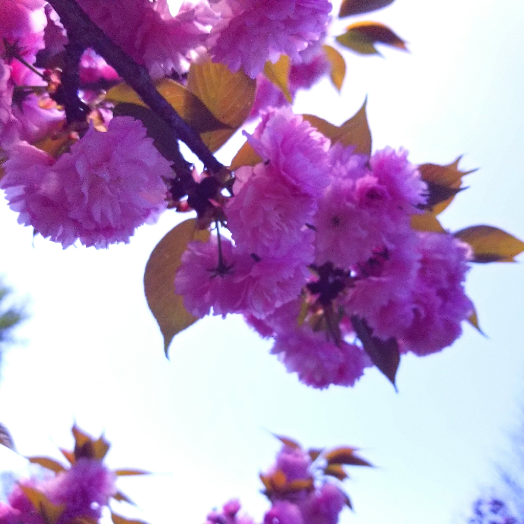 Parzivol's profile picture