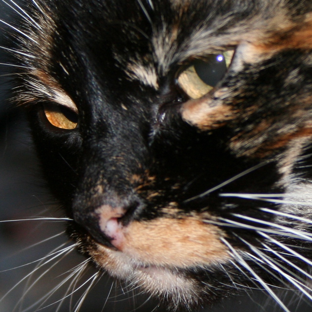 ishVA's profile picture