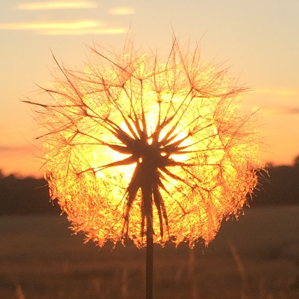 fenderfive's profile picture