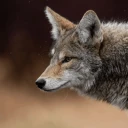 coyote6885's profile picture