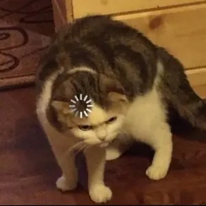 Dani's profile picture