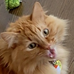 OR/IN's profile picture