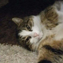 Mortik's profile picture