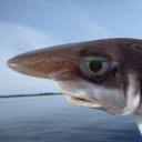 Owen Powell's profile picture