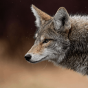 coyote6885's profile picture